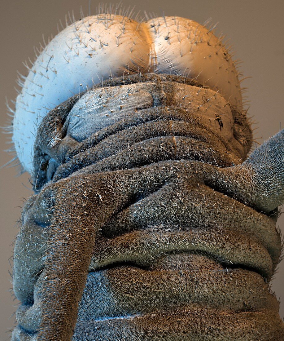 Milkweed butterfly caterpillar,SEM