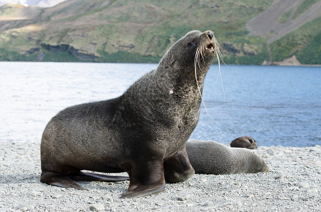 Beachmaster' fur seal