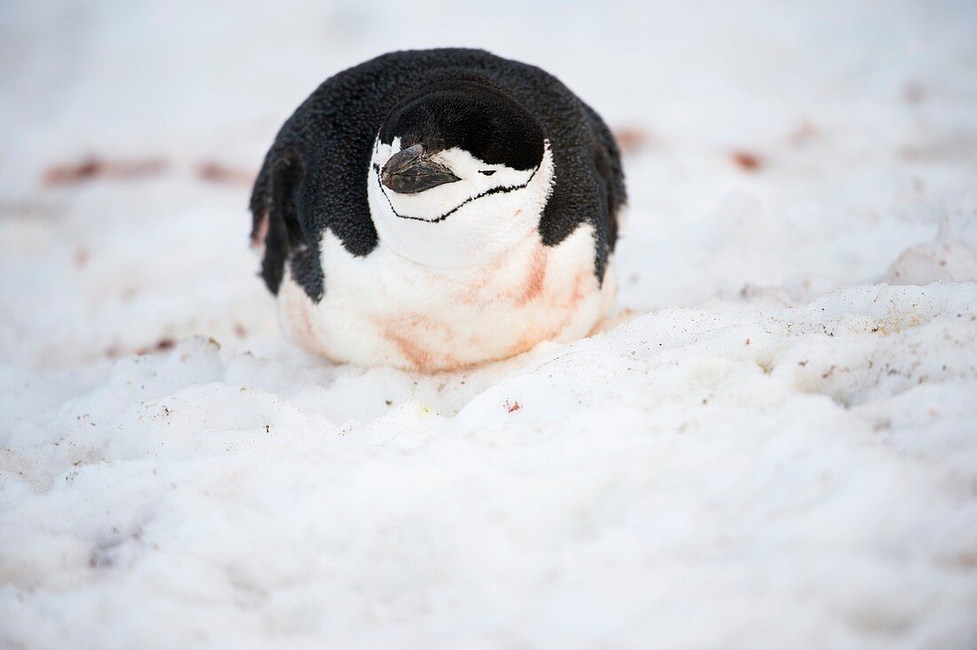 Chinstrap penguin resting