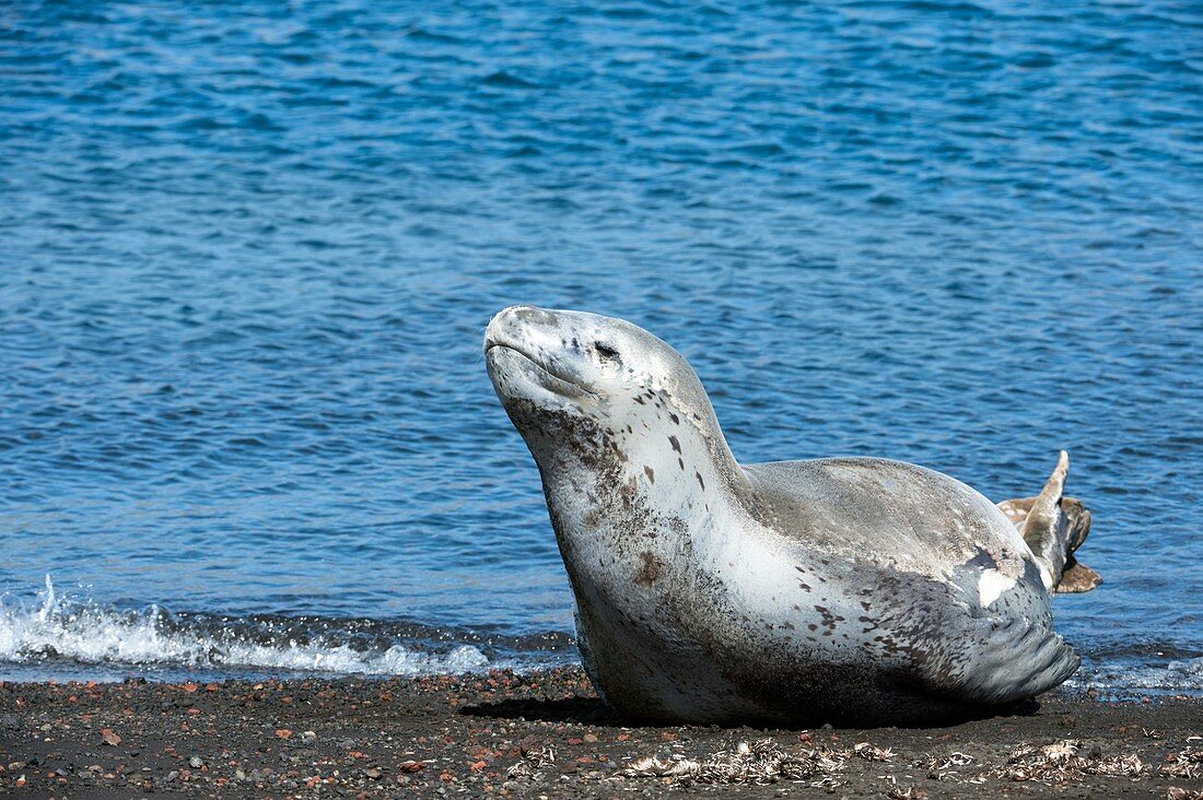 Leopard seal on a beach