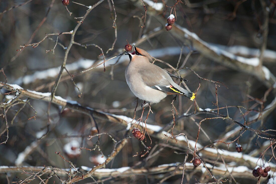 Waxwing eating a berry