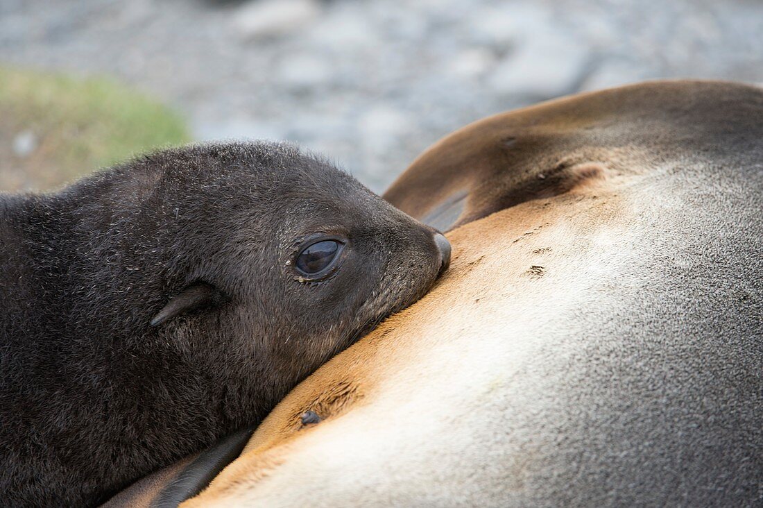 Fur seal pup suckling