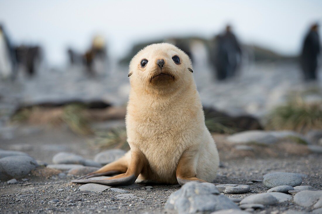 Leucistic fur seal pup