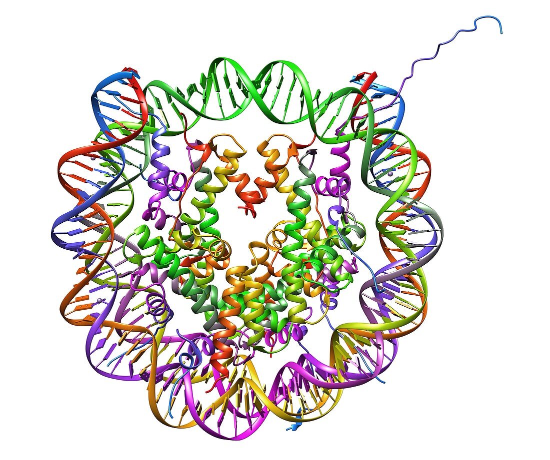 DNA nucleosome,molecular model