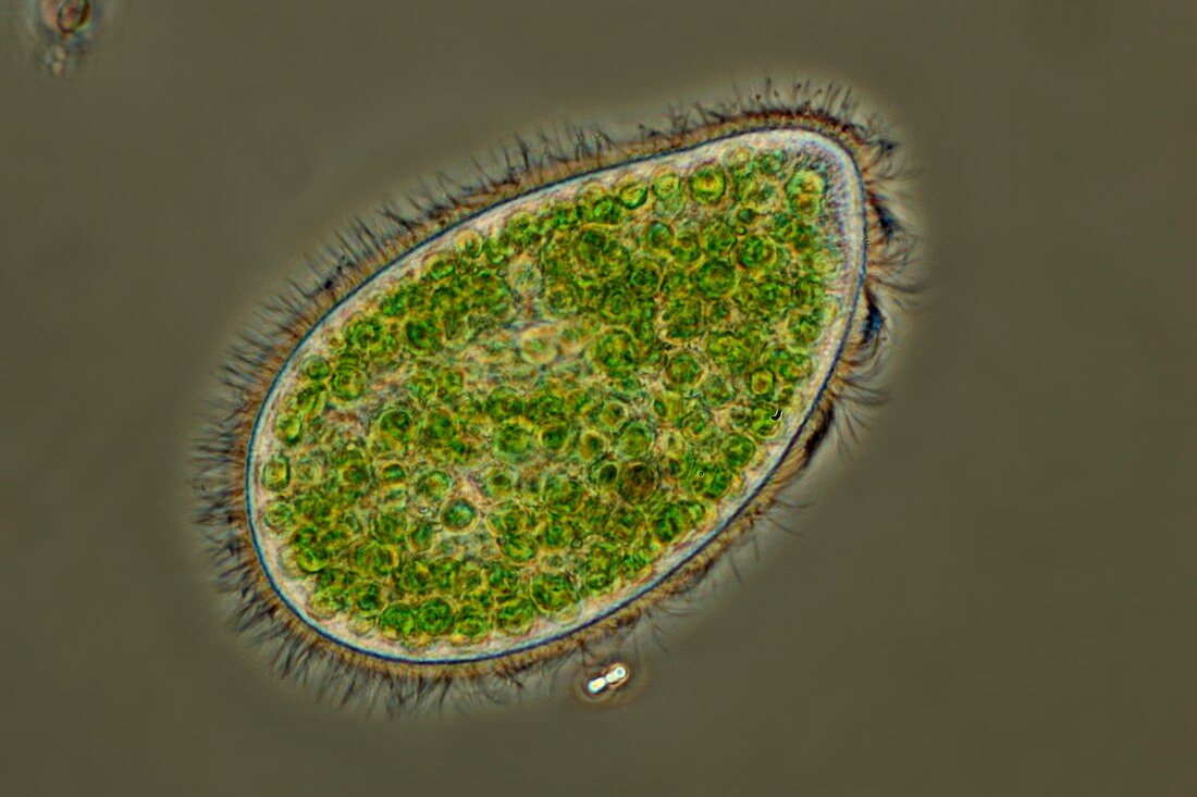 Paramecium bursaria protozoan