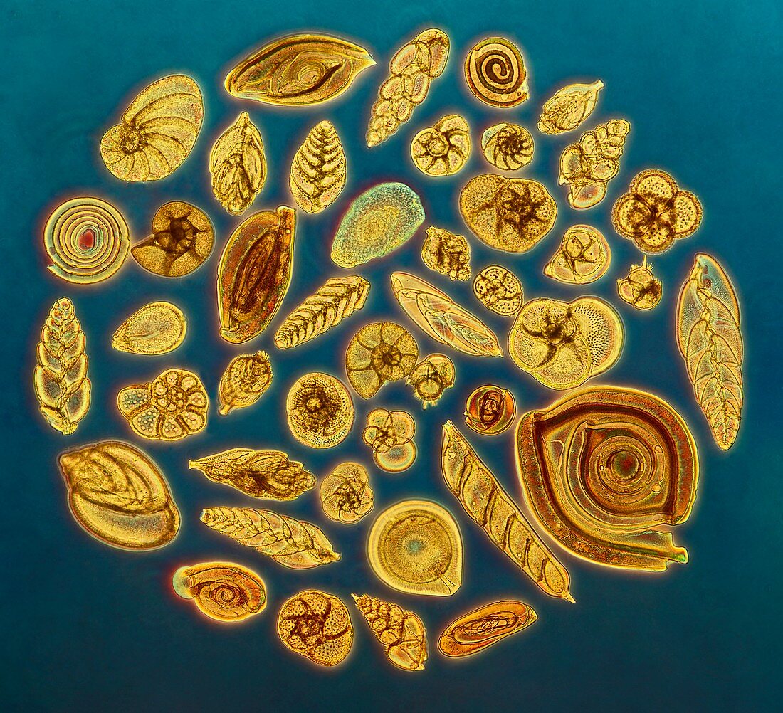 Foraminifera,light micrograph