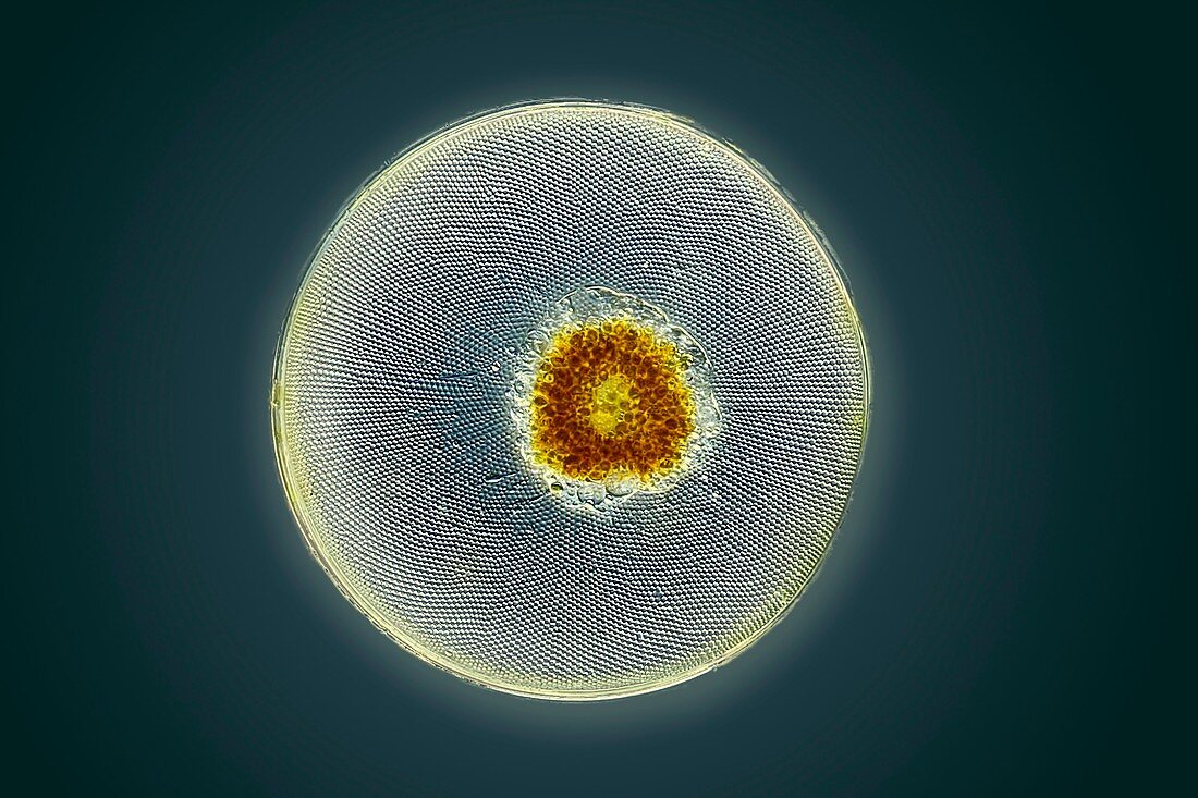Diatom,light micrograph