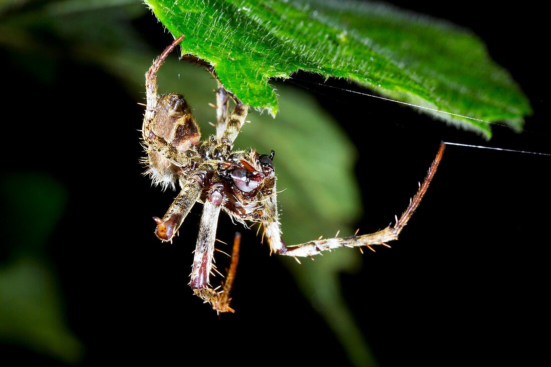 Tropical spider detecting prey