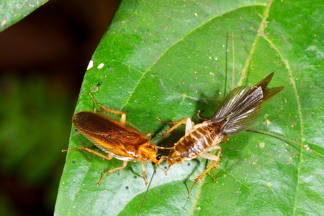 Cockroach courtship
