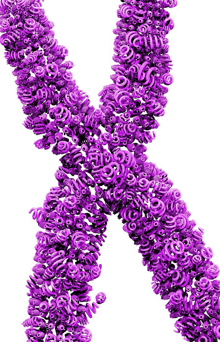 Chromosome of supercoiled DNA,concept