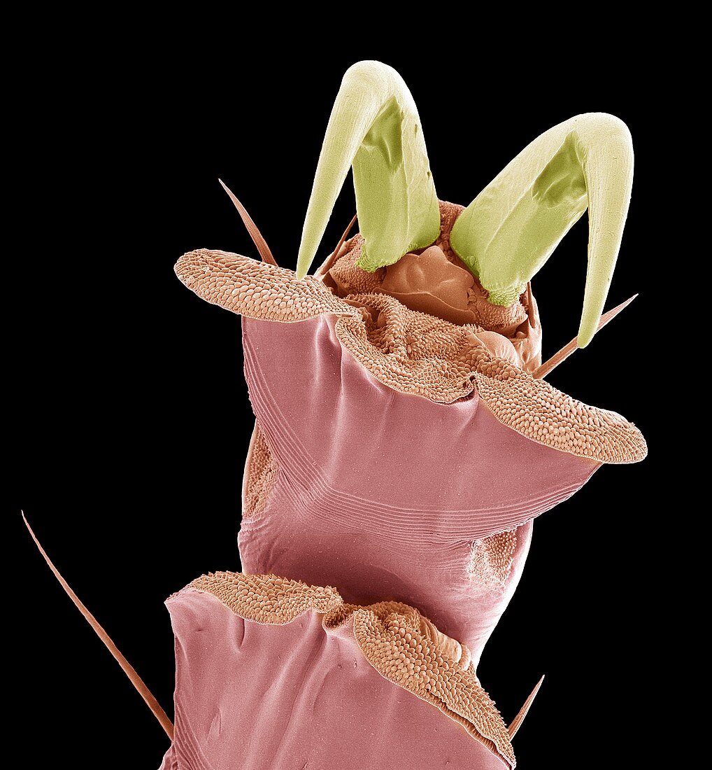 Feather louse claw,SEM