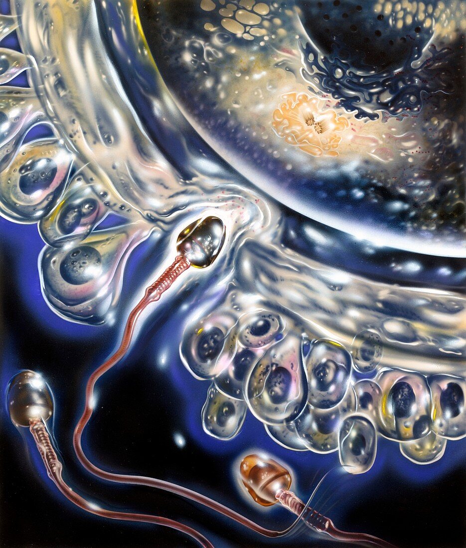 Sperm cell fertilising an ovum,artwork
