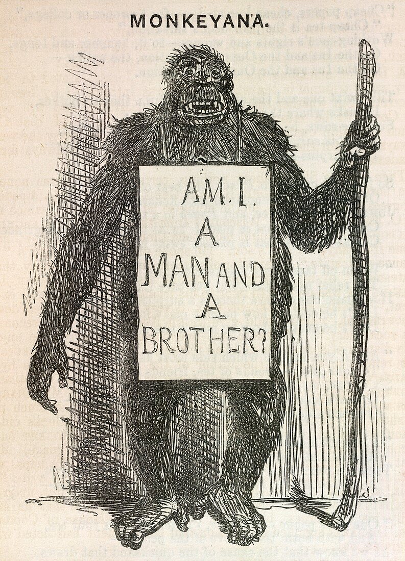 Evolution satire 'Monkeyana',1861