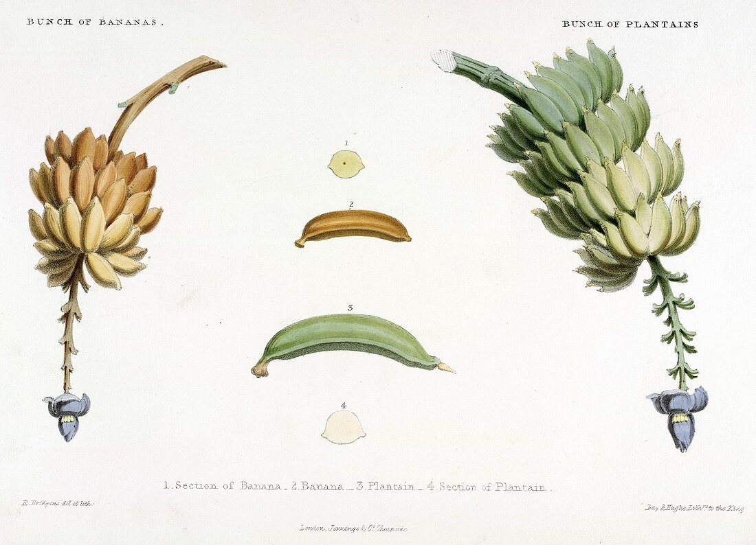 Plantain and banana fruits,19th century