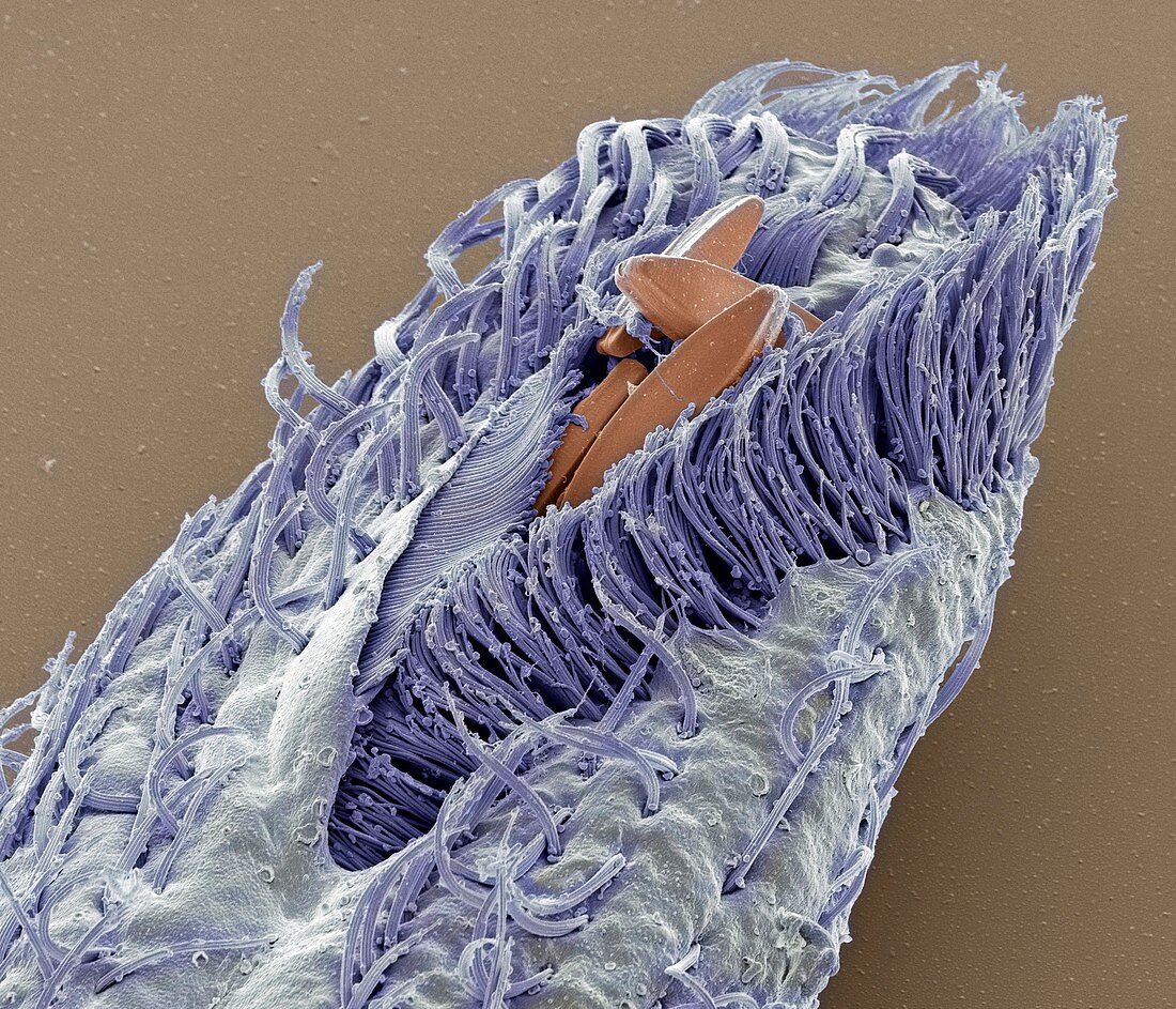 Hypotrich protozoan,SEM