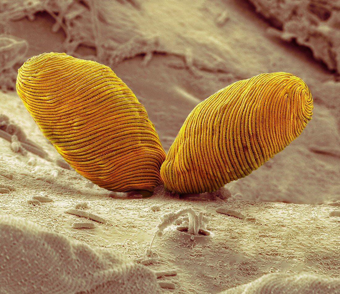Euglena flagellate protozoa,SEM