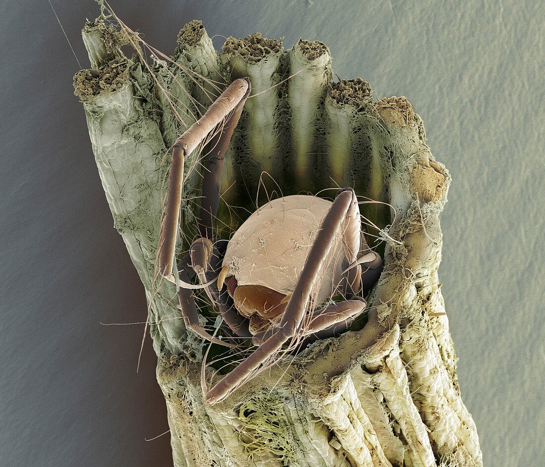 Caddisfly larva,SEM