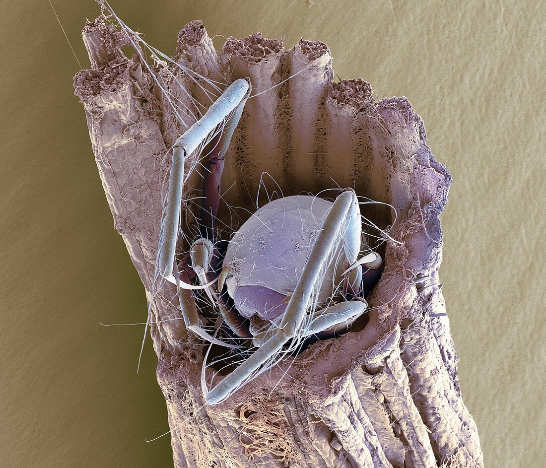 Caddisfly larva,SEM
