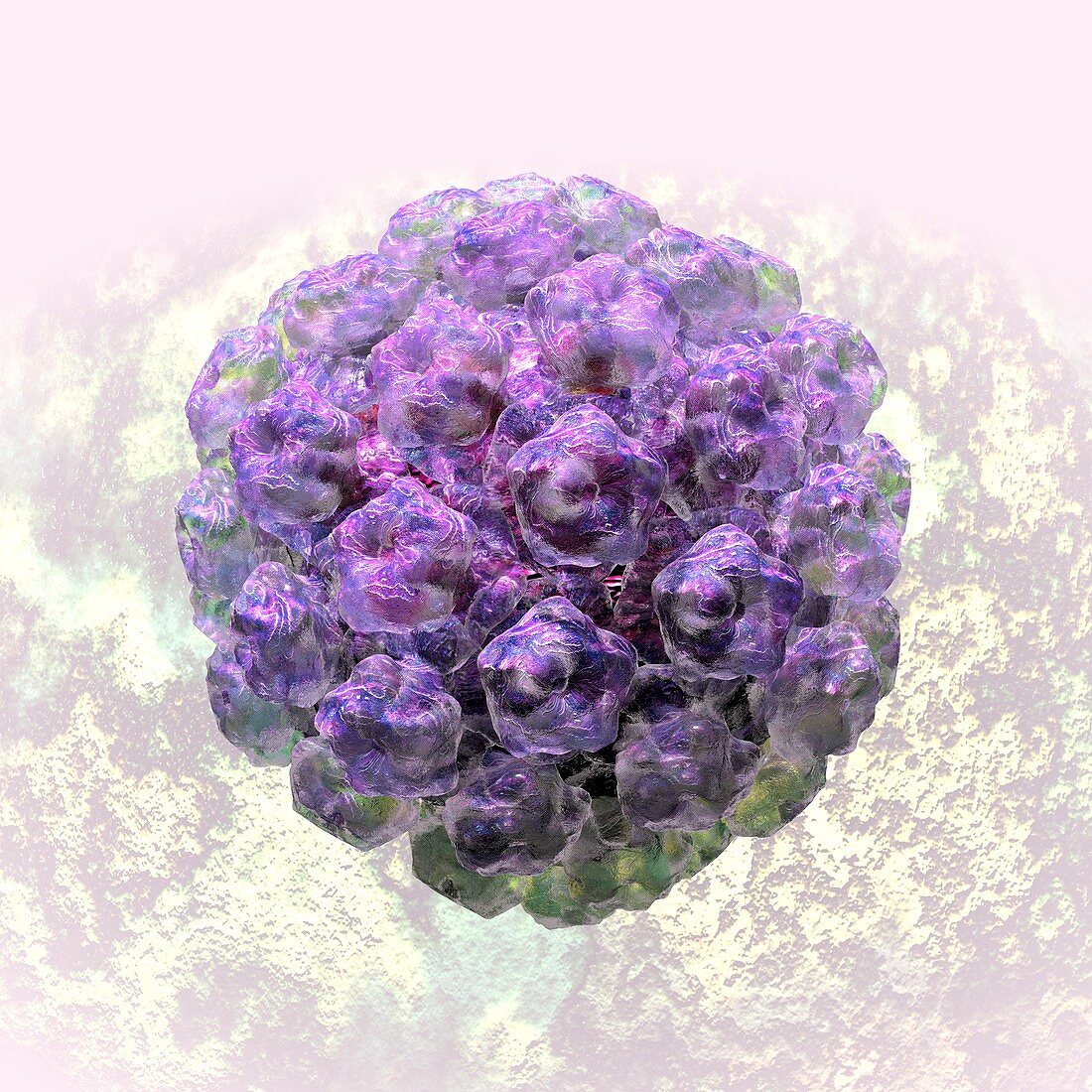 Human papilloma virus particle,artwork