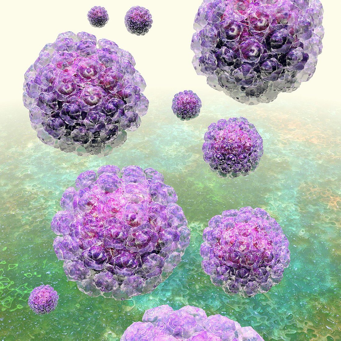 Human papilloma virus particles,artwork
