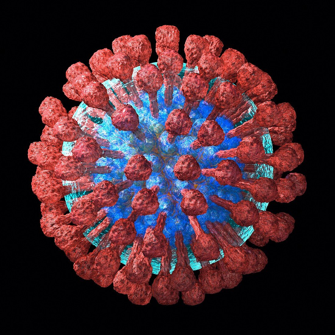 Lassa virus particle,artwork