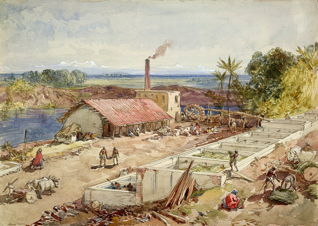 Indigo dye factory,Bengal,1860s