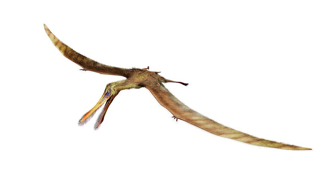 Ctenochasma flying reptile,artwork