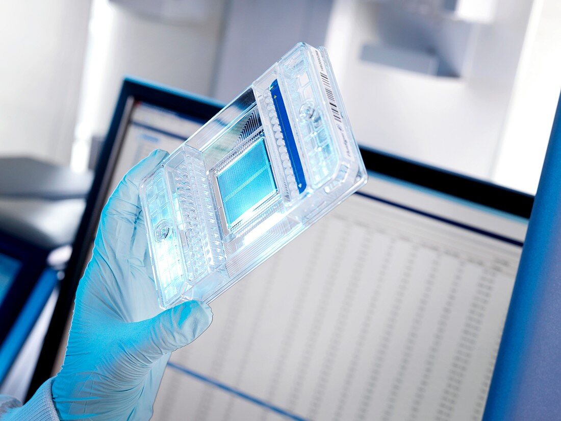 PCR amplification