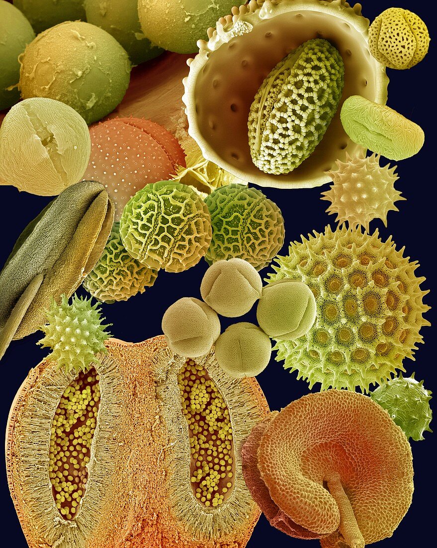 Pollen grains,SEM