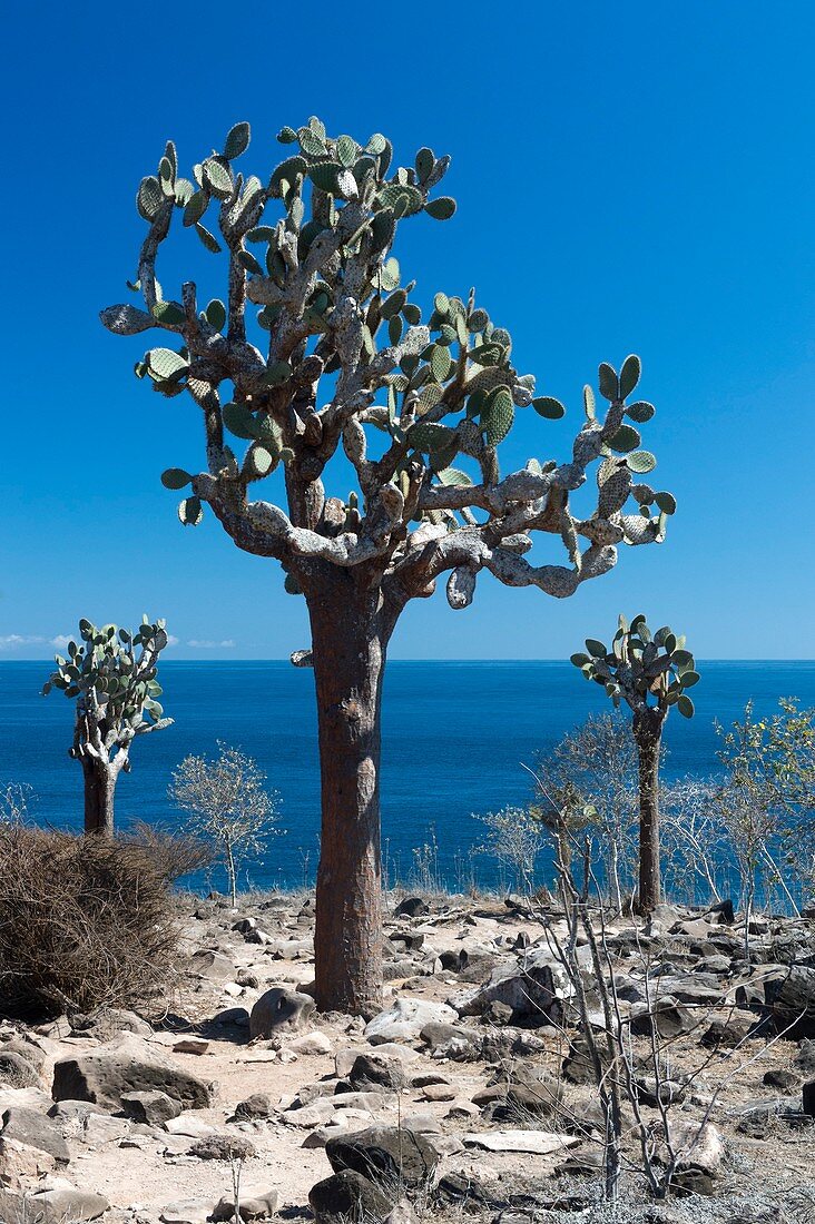 Galapagos prickly pear cactus