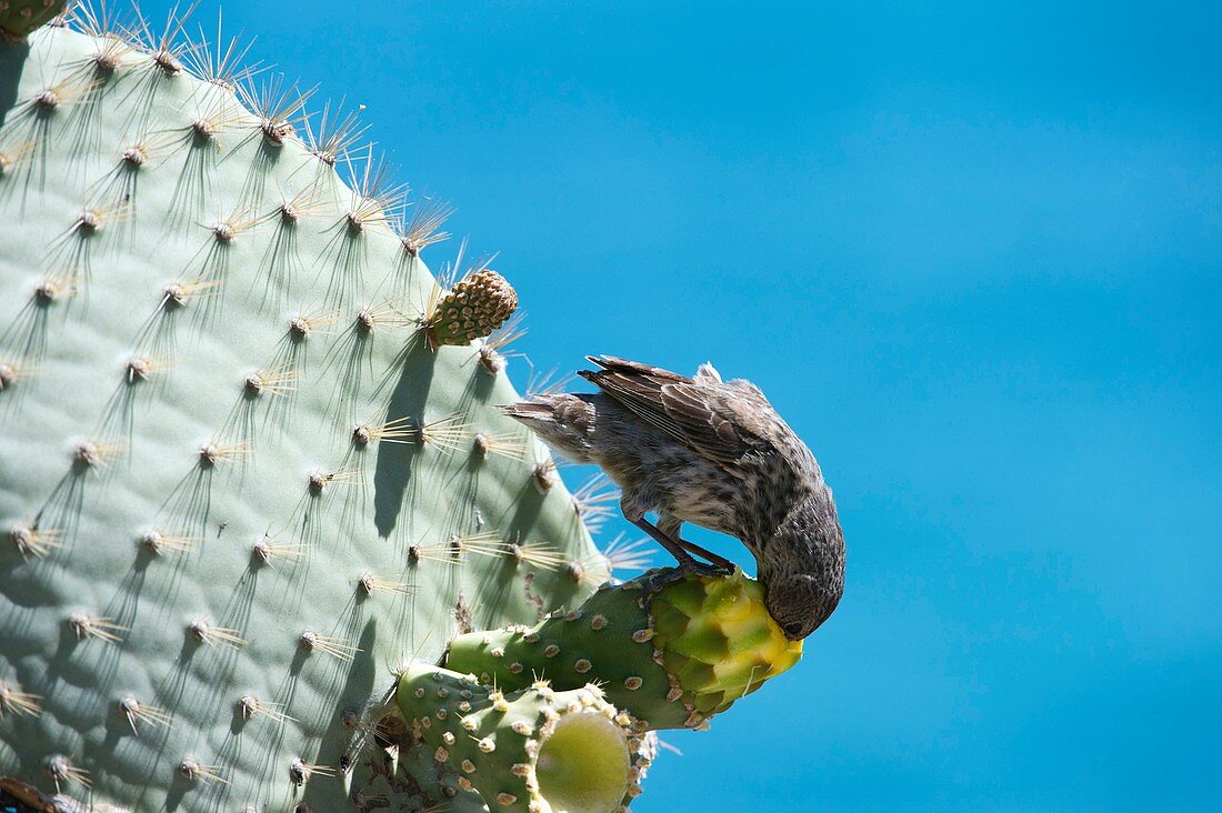 Cactus finch eating prickly pear