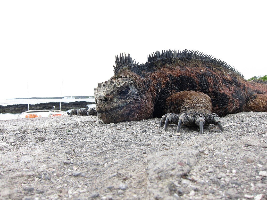 Marine iguana resting