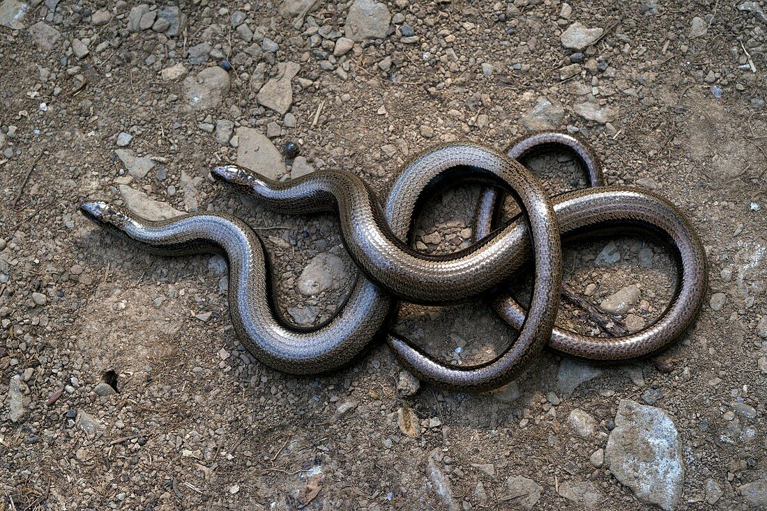 Pair of Slow worms