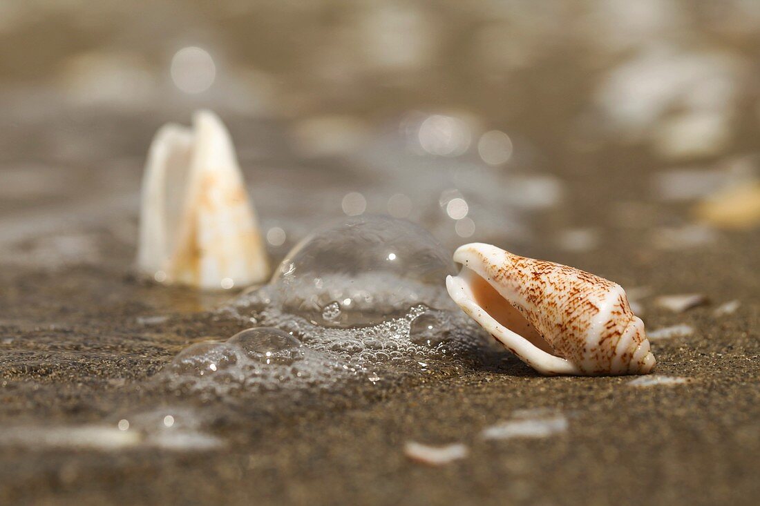 Mediterranean cone snail