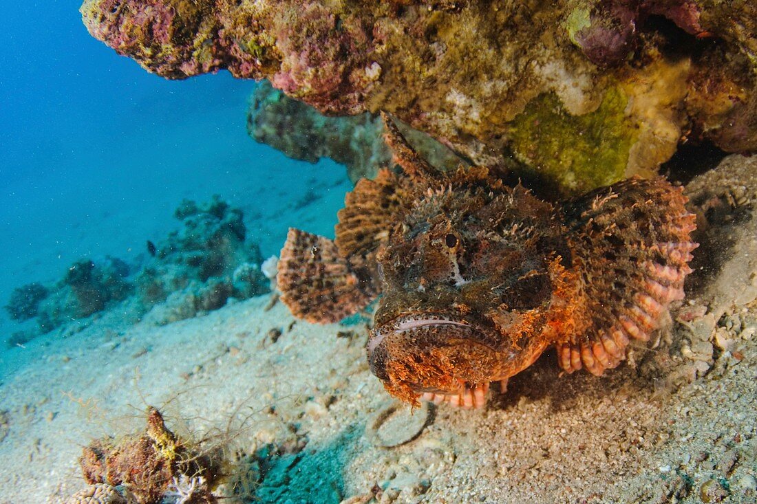 Stonefish - Red Sea