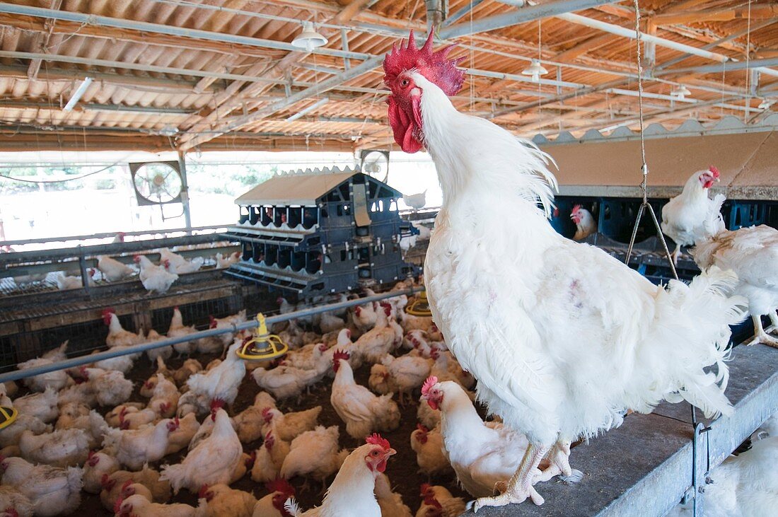 Poultry breeding farm