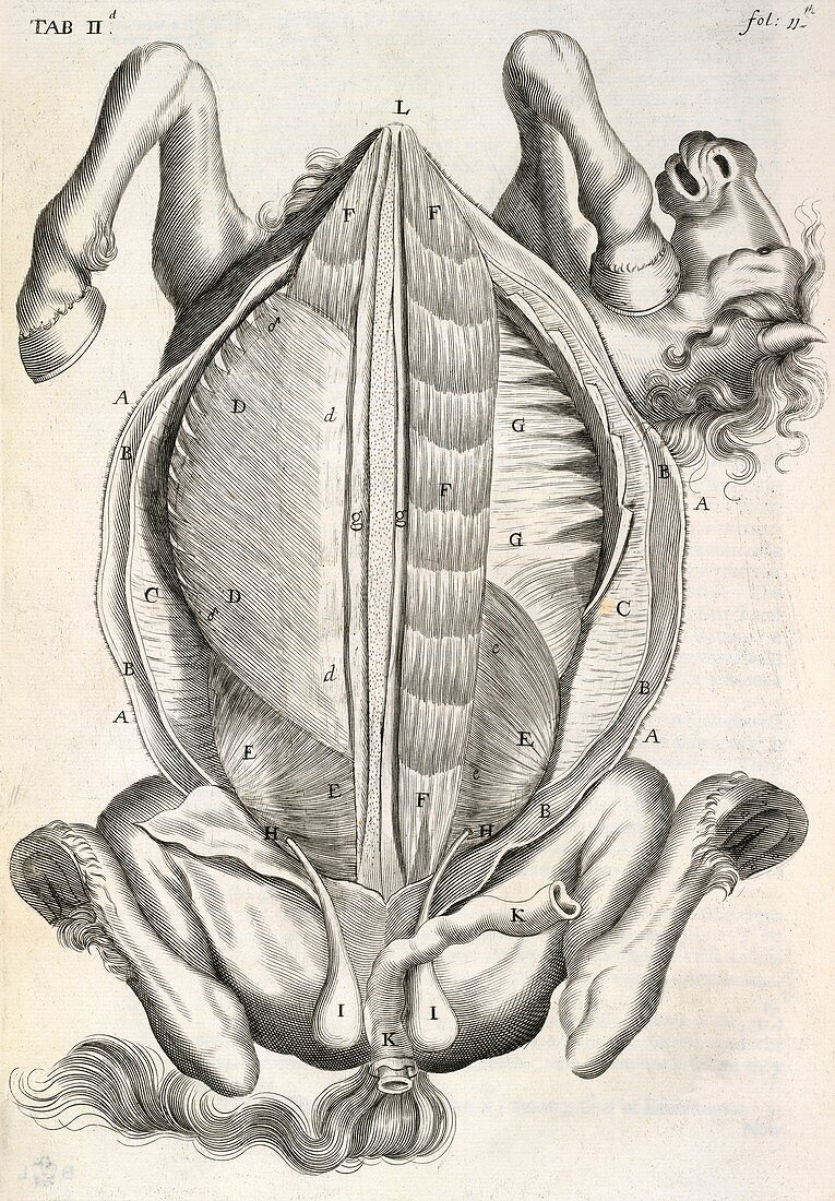 Horse anatomy,17th-century artwork