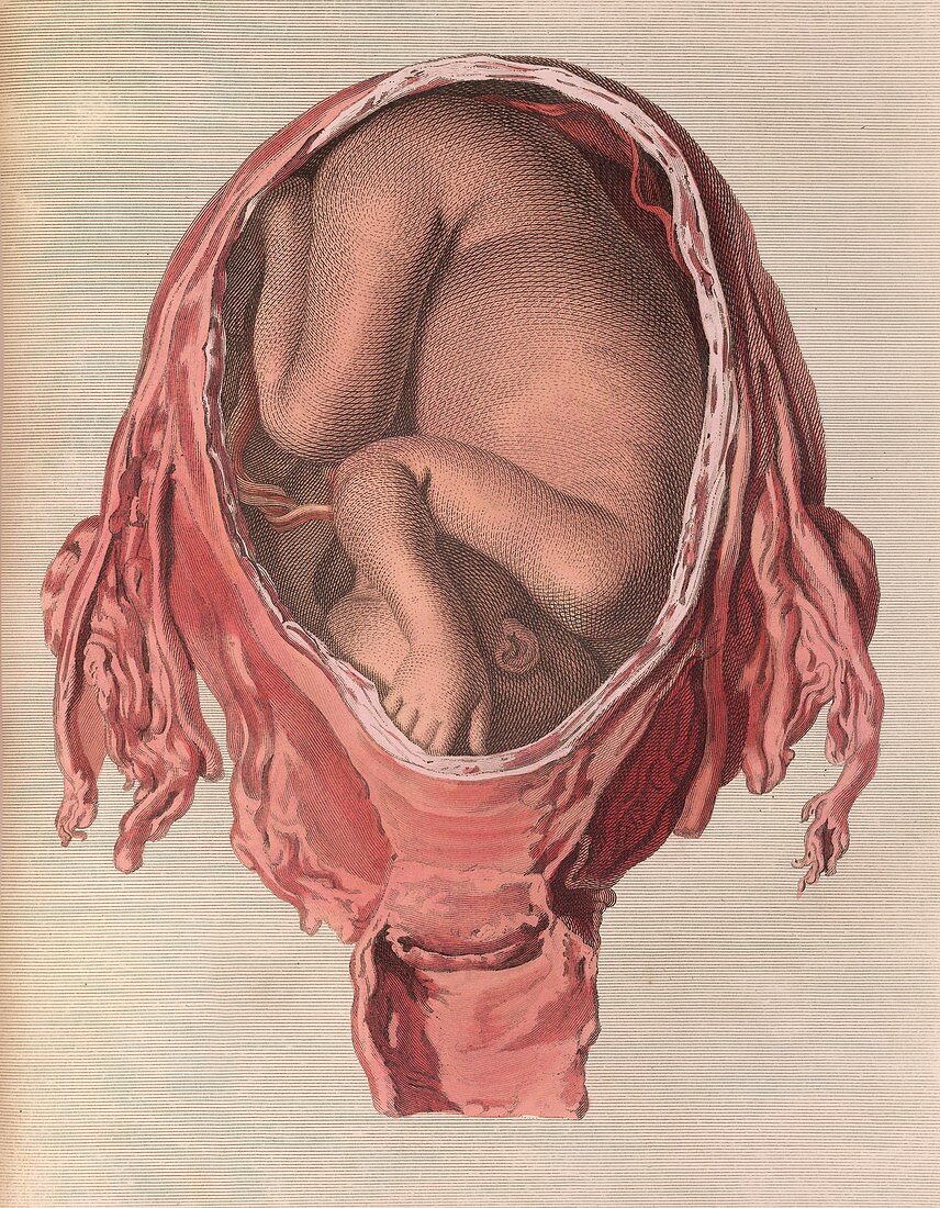 Human foetus in the uterus,18th century