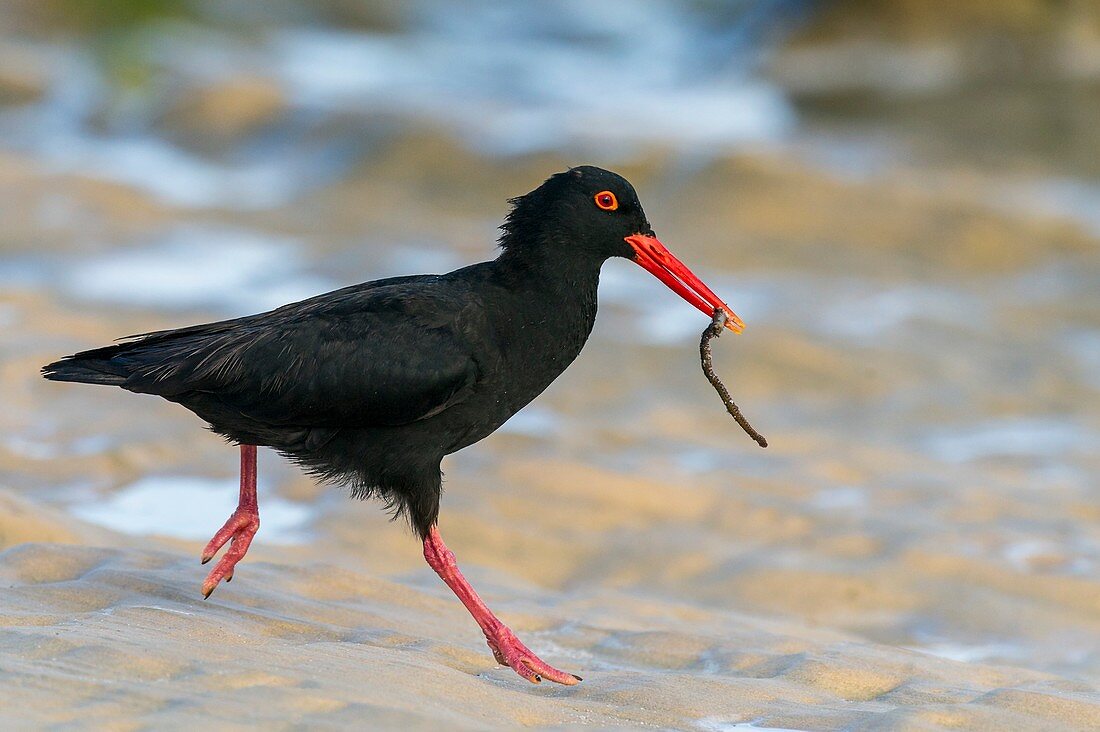 African black oystercatcher with food