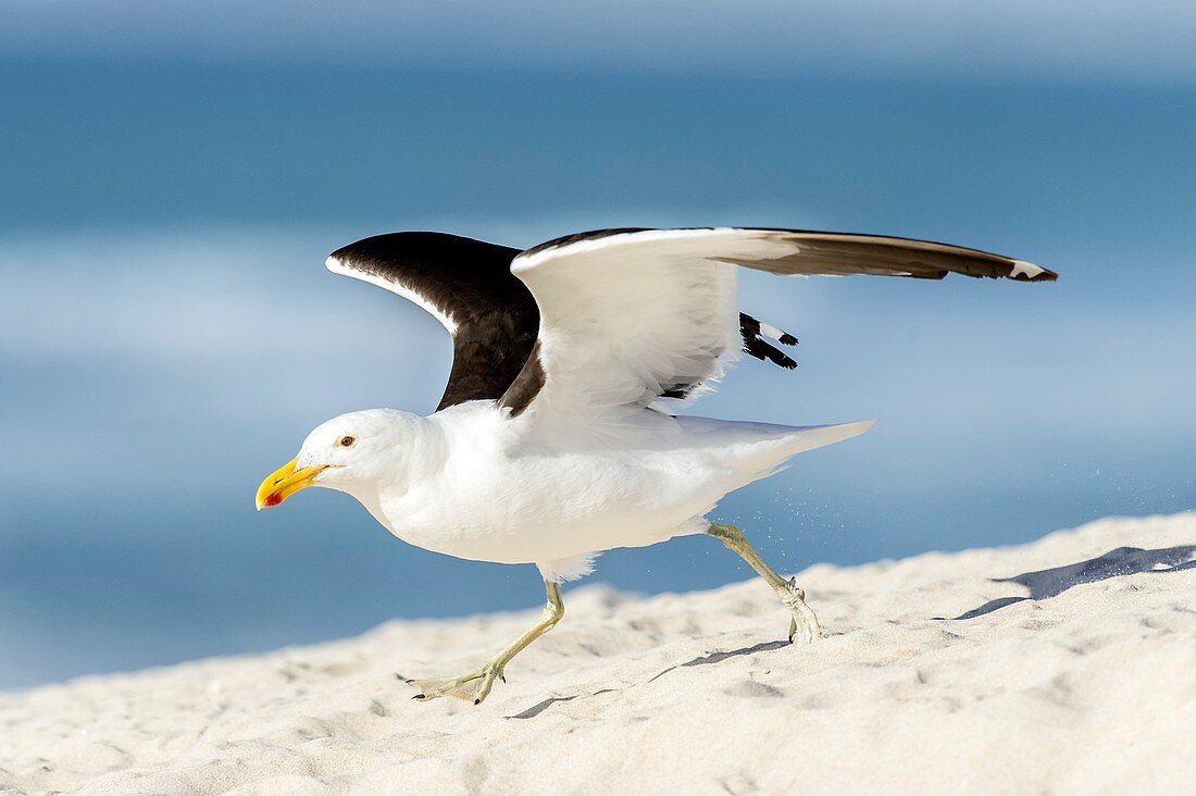 Kelp gull taking off