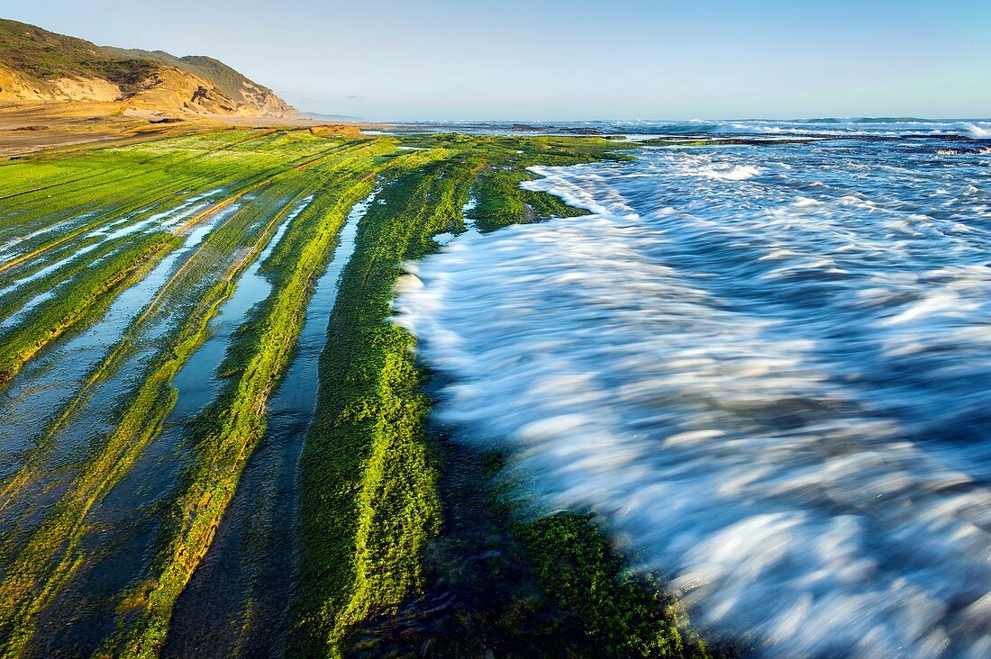 Intertidal zone,South Africa