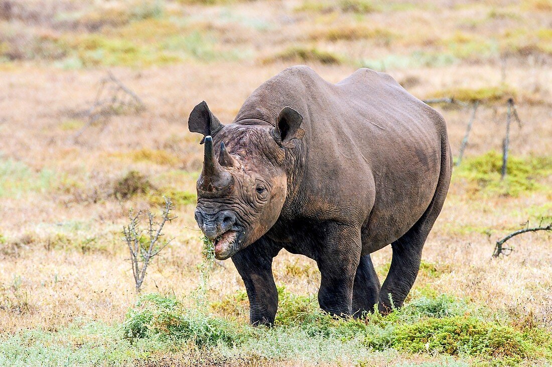 Black rhino feeding
