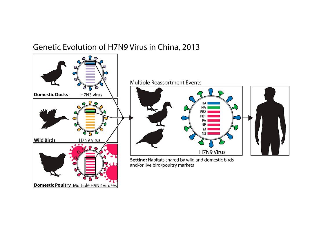 Genetic evolution of flu virus,artwork