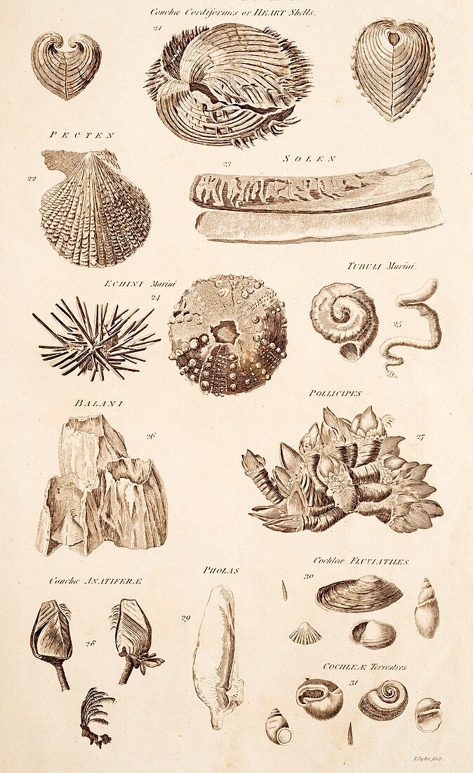 Shell Forms