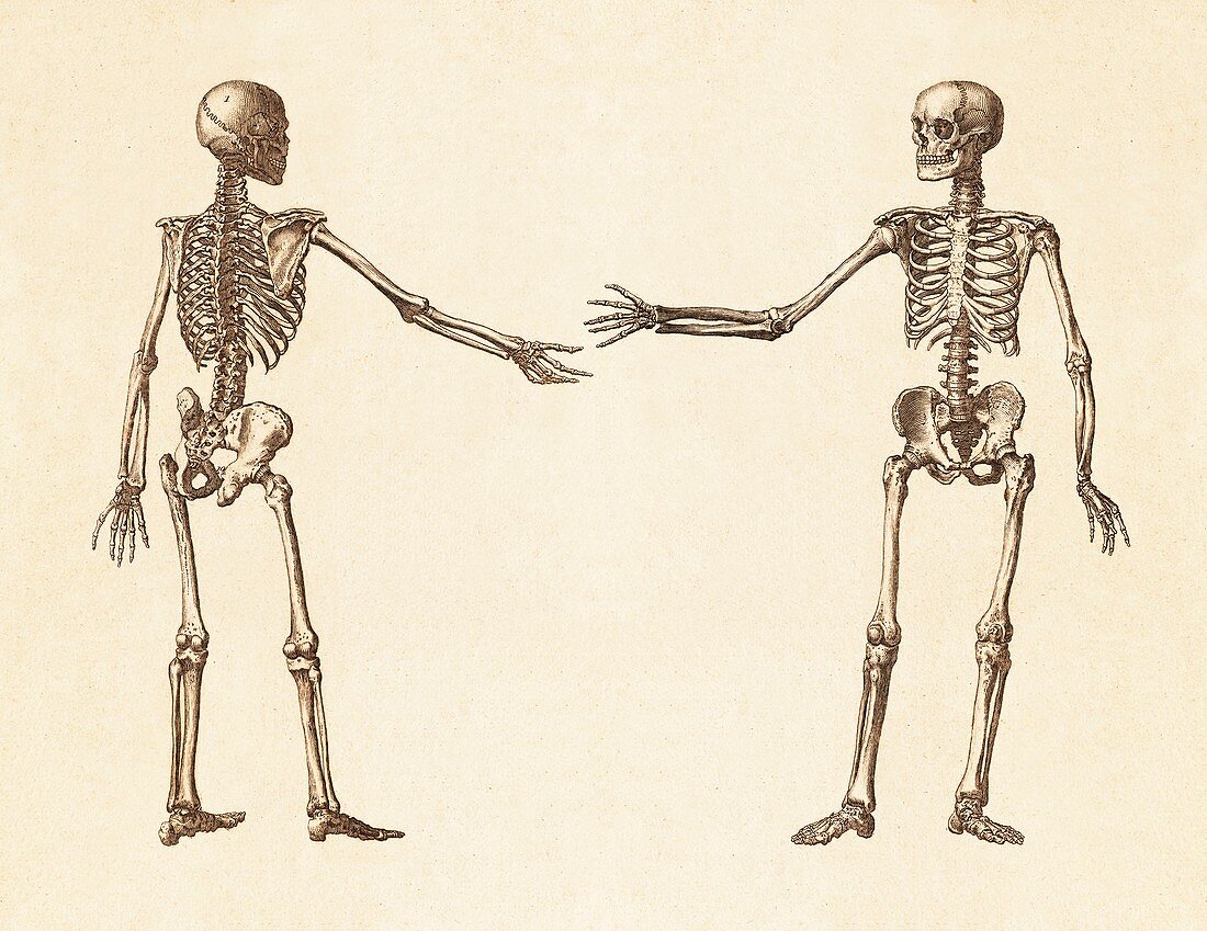 Skeletal Handshake