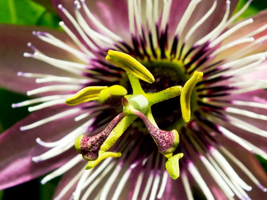 Passion Flower (Passiflora 'Victoria')