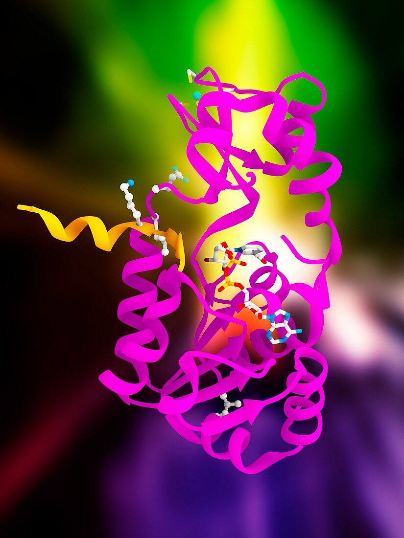 Sirtuin enzyme and p53,artwork