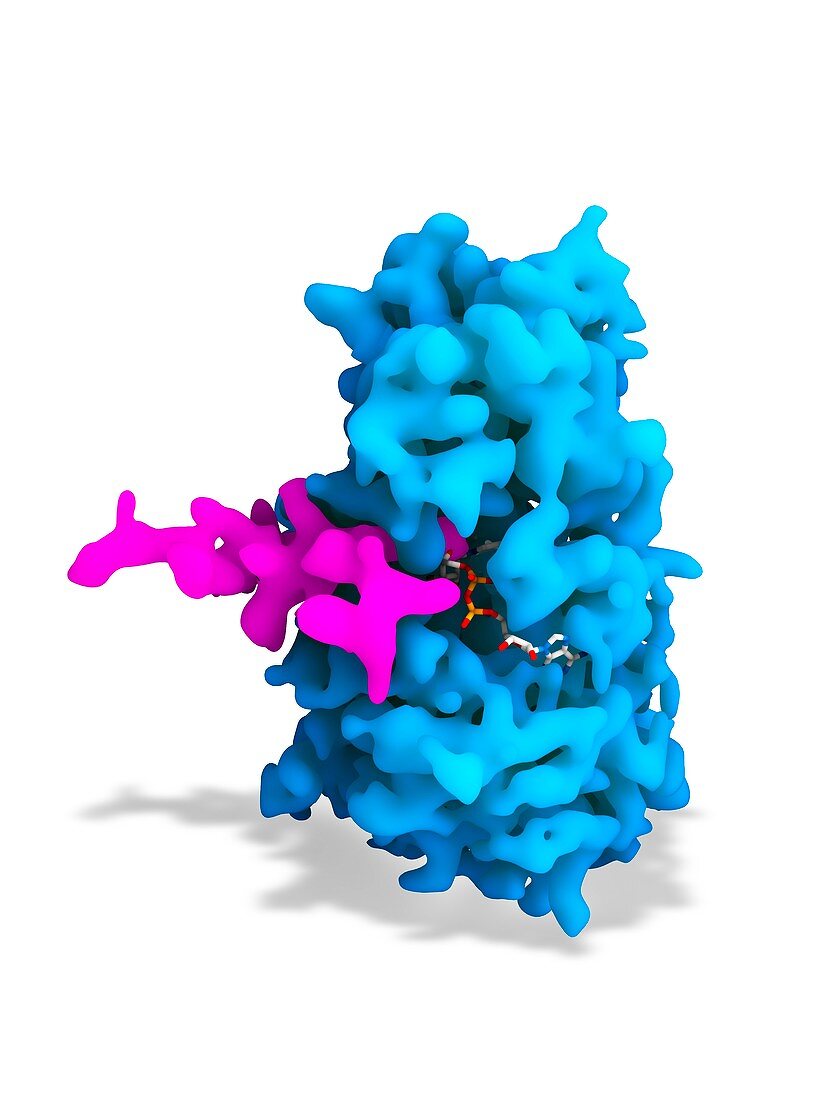 Sirtuin enzyme and p53,artwork