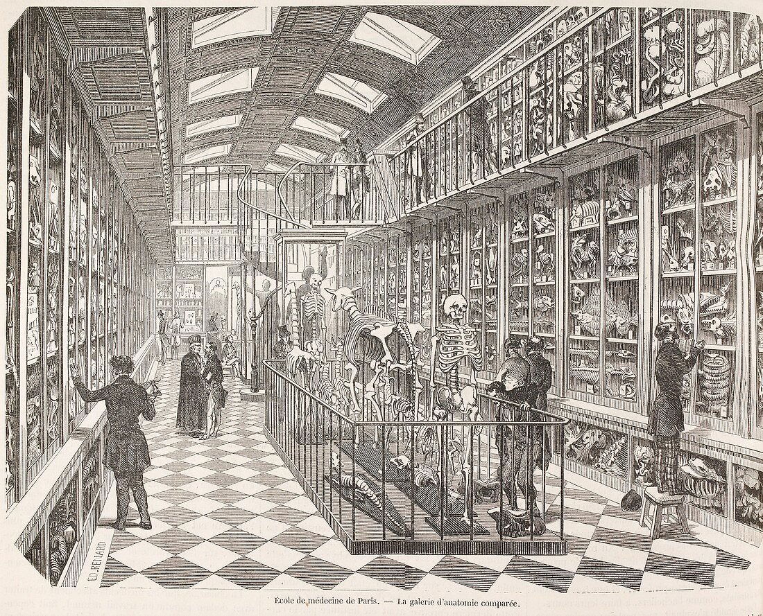 Comparative anatomy gallery,1850s