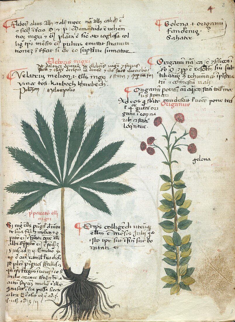 Hellebore plants,15th-century herbal